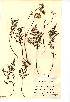  (Meum - NMW547)  @11 [ ] Unspecified (default): All Rights Reserved  Unspecified Unspecified