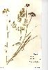  (Oenanthe pimpinelloides - NMW579)  @11 [ ] Unspecified (default): All Rights Reserved  Unspecified Unspecified