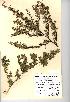  (Ononis spinosa - NMW582)  @11 [ ] Unspecified (default): All Rights Reserved  Unspecified Unspecified