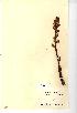  (Orobanche elatior - NMW589)  @11 [ ] Unspecified (default): All Rights Reserved  Unspecified Unspecified