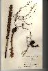  (Orobanche hederae - NMW590)  @11 [ ] Unspecified (default): All Rights Reserved  Unspecified Unspecified