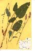  (Persicaria bistorta - NMW613)  @11 [ ] Unspecified (default): All Rights Reserved  Unspecified Unspecified