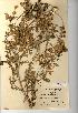  (Petroselinum crispum - NMW620)  @11 [ ] Unspecified (default): All Rights Reserved  Unspecified Unspecified