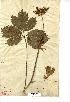  (Imperatoria - NMW623)  @11 [ ] Unspecified (default): All Rights Reserved  Unspecified Unspecified