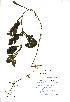  (Potamogeton coloratus - NMW655)  @11 [ ] Unspecified (default): All Rights Reserved  Unspecified Unspecified