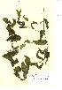  (Potamogeton perfoliatus - NMW659)  @11 [ ] Unspecified (default): All Rights Reserved  Unspecified Unspecified