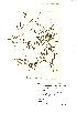  (Potamogeton friesii - NMW660)  @11 [ ] Unspecified (default): All Rights Reserved  Unspecified Unspecified