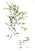  (Potamogeton obtusifolius - NMW665)  @11 [ ] Unspecified (default): All Rights Reserved  Unspecified Unspecified