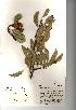  (Pyrus communis - NMW686)  @11 [ ] Unspecified (default): All Rights Reserved  Unspecified Unspecified