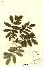  (Cormus - NMW707)  @11 [ ] Unspecified (default): All Rights Reserved  Unspecified Unspecified
