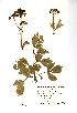  (Smyrnium olusatrum - NMW719)  @11 [ ] Unspecified (default): All Rights Reserved  Unspecified Unspecified