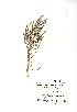  (Salicornia fragilis - NMW746)  @11 [ ] Unspecified (default): All Rights Reserved  Unspecified Unspecified