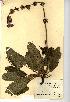 (Salvia pratensis - NMW761)  @11 [ ] Unspecified (default): All Rights Reserved  Unspecified Unspecified