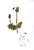  (Salvia verbenaca - NMW762)  @11 [ ] Unspecified (default): All Rights Reserved  Unspecified Unspecified