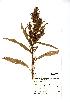  (Rumex maritimus - NMW832)  @11 [ ] Unspecified (default): All Rights Reserved  Unspecified Unspecified