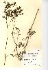 (Silaum - NMW833)  @11 [ ] Unspecified (default): All Rights Reserved  Unspecified Unspecified