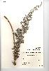  (Artemisia maritima - NMW838)  @11 [ ] Unspecified (default): All Rights Reserved  Unspecified Unspecified