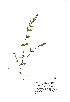  (Scutellaria minor - NMW850)  @11 [ ] Unspecified (default): All Rights Reserved  Unspecified Unspecified