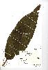  (Rumex hydrolapathum - NMW862)  @11 [ ] Unspecified (default): All Rights Reserved  Unspecified Unspecified