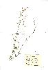  (Galium uliginosum - NMW882)  @11 [ ] Unspecified (default): All Rights Reserved  Unspecified Unspecified