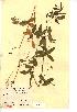  (Vicia bithynica - NMW929)  @11 [ ] Unspecified (default): All Rights Reserved  Unspecified Unspecified