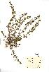  (Veronica agrestis - NMW934)  @11 [ ] Unspecified (default): All Rights Reserved  Unspecified Unspecified