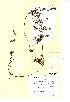  (Utricularia australis - NMW943)  @11 [ ] Unspecified (default): All Rights Reserved  Unspecified Unspecified