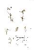  (Trifolium occidentale - NMW961)  @11 [ ] Unspecified (default): All Rights Reserved  Unspecified Unspecified