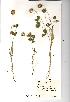  (Trifolium fragiferum - NMW963)  @11 [ ] Unspecified (default): All Rights Reserved  Unspecified Unspecified