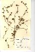  (Trifolium striatum - NMW965)  @11 [ ] Unspecified (default): All Rights Reserved  Unspecified Unspecified