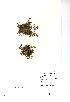  (Trifolium ornithopodioides - NMW966)  @11 [ ] Unspecified (default): All Rights Reserved  Unspecified Unspecified