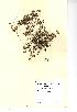  (Trifolium scabrum - NMW968)  @11 [ ] Unspecified (default): All Rights Reserved  Unspecified Unspecified