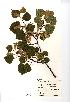  (Tilia cordata - NMW969)  @11 [ ] Unspecified (default): All Rights Reserved  Unspecified Unspecified