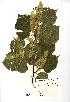  (Tilia platyphyllos - NMW970)  @11 [ ] Unspecified (default): All Rights Reserved  Unspecified Unspecified