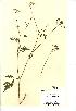  (Torilis arvensis - NMW971)  @11 [ ] Unspecified (default): All Rights Reserved  Unspecified Unspecified