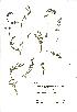  (Torilis nodosa - NMW973)  @11 [ ] Unspecified (default): All Rights Reserved  Unspecified Unspecified