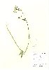  (Conopodium - NBGW6010)  @11 [ ] Unspecified (default): All Rights Reserved  Unspecified Unspecified