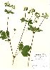  (Drymocallis - NBGW6015)  @11 [ ] Unspecified (default): All Rights Reserved  Unspecified Unspecified