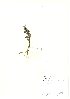  (Ajuga reptans - NBGW6031)  @11 [ ] Unspecified (default): All Rights Reserved  Unspecified Unspecified