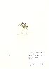  (Thymus polytrichus - NBGW6063)  @11 [ ] Unspecified (default): All Rights Reserved  Unspecified Unspecified