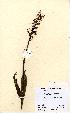  (Platanthera chlorantha - NMW5042)  @11 [ ] Unspecified (default): All Rights Reserved  Unspecified Unspecified