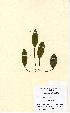  (Potamogeton polygonifolius - NMW5060)  @11 [ ] Unspecified (default): All Rights Reserved  Unspecified Unspecified