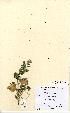  (Atriplex laciniata - NMW5115)  @11 [ ] Unspecified (default): All Rights Reserved  Unspecified Unspecified