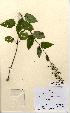  (Scrophularia nodosa - NMW5154)  @11 [ ] Unspecified (default): All Rights Reserved  Unspecified Unspecified