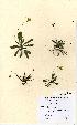  (Leontodon crispus - NMW5190)  @11 [ ] Unspecified (default): All Rights Reserved  Unspecified Unspecified