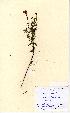  (Hypericum undulatum - NMW5255)  @11 [ ] Unspecified (default): All Rights Reserved  Unspecified Unspecified