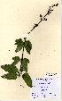  (Scrophularia auriculata - NMW5256)  @11 [ ] Unspecified (default): All Rights Reserved  Unspecified Unspecified