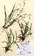  (Luzula pilosa - NMW5321b)  @11 [ ] Unspecified (default): All Rights Reserved  Unspecified Unspecified