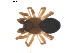  (Eridantes erigonoides - BIOUG00615-E10)  @12 [ ] CC-0  G. Blagoev 2010 Unspecified
