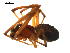  ( - BIOUG00616-D11)  @12 [ ] CC-0  G. Blagoev 2010 Unspecified